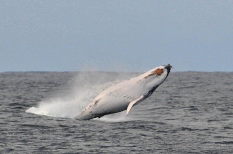 Albany Motel & Apartments - Holiday Find 19