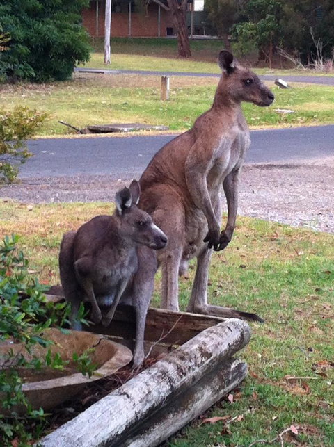 Jetz Bungalow - Holiday Find 13