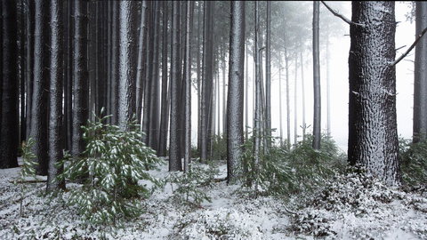 Pound Creek Gallery - Holiday Find 1