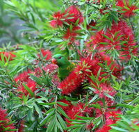 Bottlebrush B  B - Holiday Find