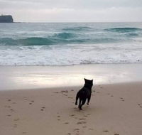 Breakers at Mudjimba Beach - Holiday Find