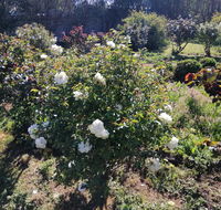 Carisbrook Country Retreat Motel - Holiday Find