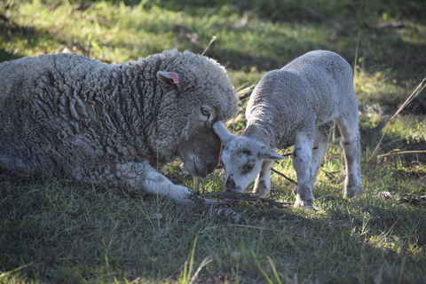 Clandulla Cottages & Farmstay - Holiday Find 0