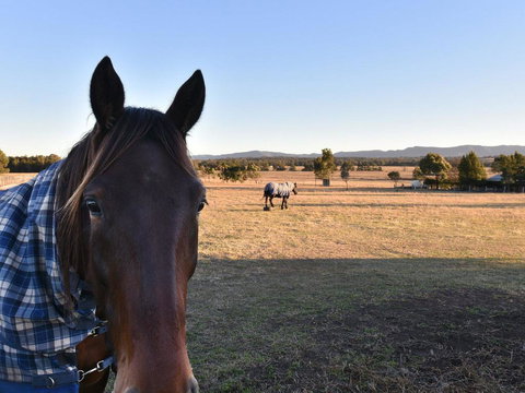 Clydesdale Cottage On Talga With Real Clydesdale Horses - Holiday Find 0