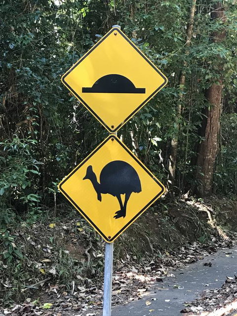 Daintree Magic - Holiday Find 1