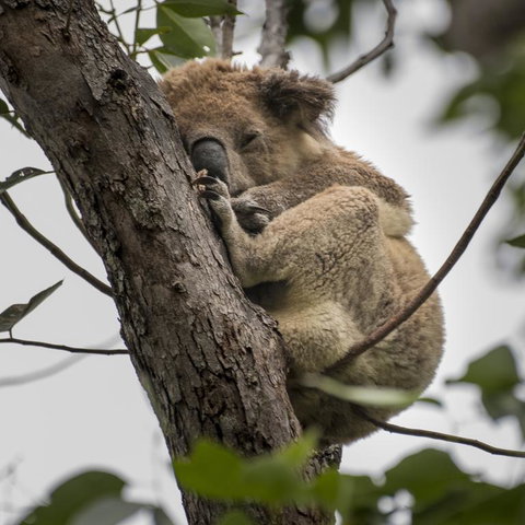 Diamond Waters Caravan Park - Holiday Find 3