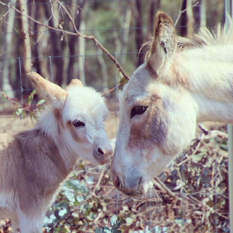 Donkey Tales Farm Cottages - Holiday Find 3