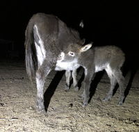 Donkey Tales Farm Cottages - Holiday Find