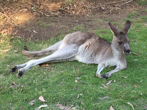 Eden Golf View Motel - Holiday Find 2