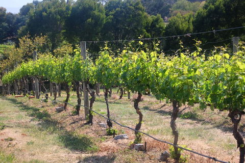 Every Man And His Dog Vineyard - Holiday Find 2