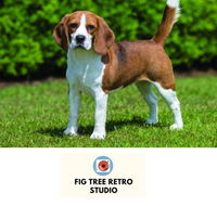 Fig Tree Retro Studio - Holiday Find