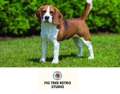 Fig Tree Retro Studio - Holiday Find 0