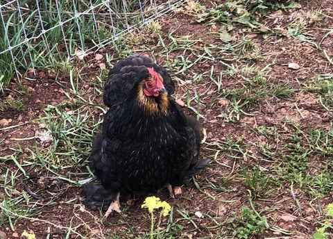 Gibbagunyah Manor - Holiday Find 2