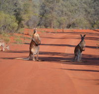Gundabooka National Park Cottages - Holiday Find