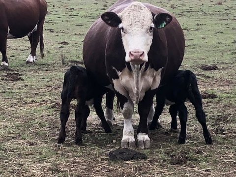 Jackaleah Farm Stay - Holiday Find 3