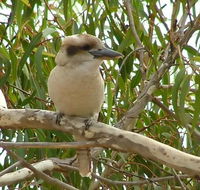 kookaburra nest - Holiday Find