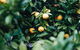 Lemon Tree Cottage - Bendeela - thumb 1