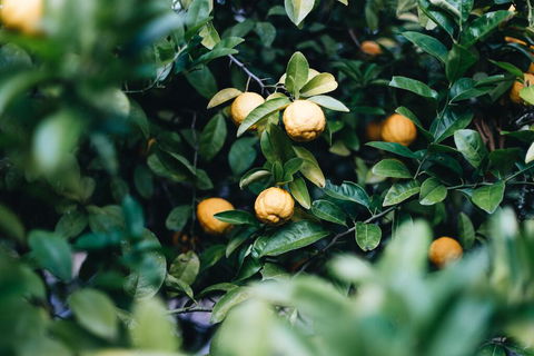 Lemon Tree Cottage - Bendeela - Holiday Find 1