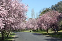 Book Kelso Accommodation Vacations Holiday Find Holiday Find