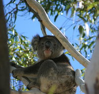 Levi Park Caravan Park - Holiday Find
