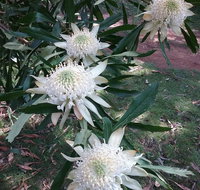 Lyrebird Gully Retreat - Holiday Find