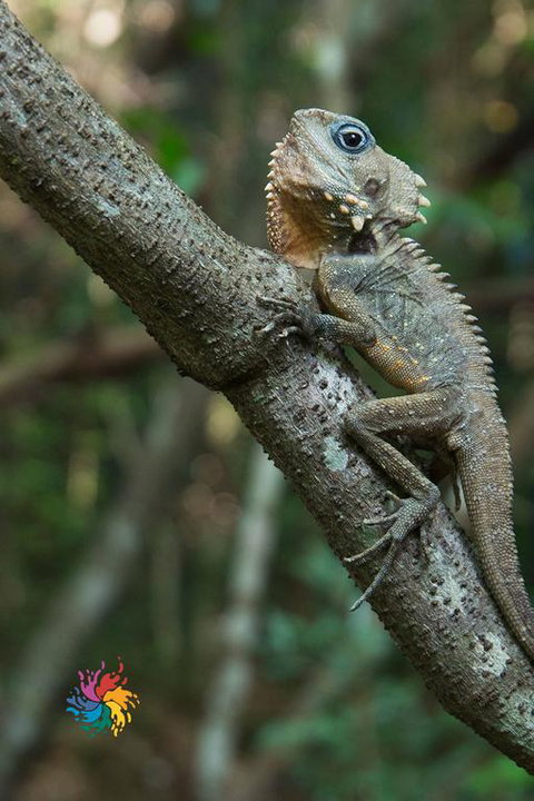 Maleny Wildlife Holiday House - Holiday Find 3