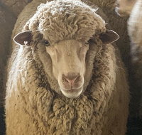 Mascot Cottage - Pet Friendly and Complimentary Breakfast Hamper - Holiday Find