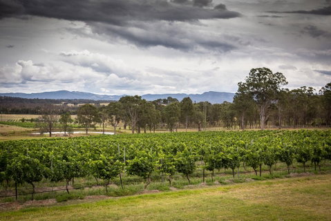 Molly Morgan Vineyard - Holiday Find 2