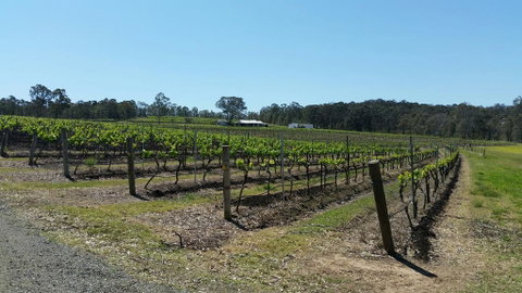 Molly Morgan Vineyard - Holiday Find 3