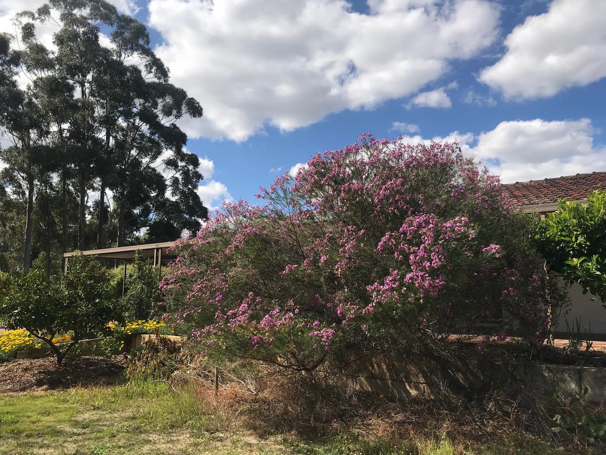 Yangebup WA Holiday Find