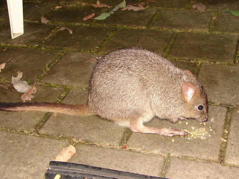 Yelverton Brook Conservation Sanctuary - Holiday Find 37