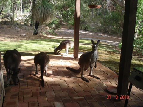 Yelverton Brook Conservation Sanctuary - Holiday Find 22