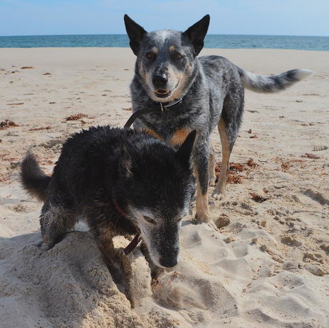 Peppy Beach Ocean Views - Holiday Find 10