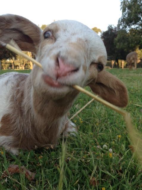 Balingup Highview Chalets - Holiday Find 35