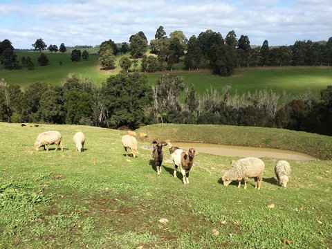 Balingup Highview Chalets - Holiday Find 36