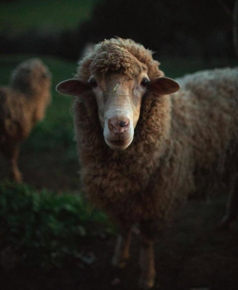 Balingup Highview Chalets - Holiday Find 17