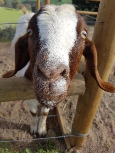 Balingup Highview Chalets - Holiday Find 16