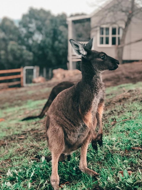 Balingup Highview Chalets - Holiday Find 15