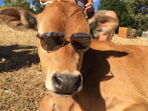 Balingup Highview Chalets - Holiday Find 32