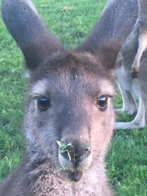 Balingup Highview Chalets - Holiday Find 22