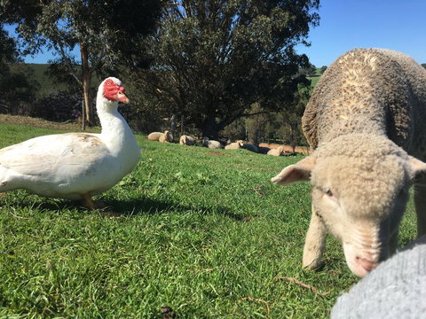 Balingup Highview Chalets - Holiday Find 38