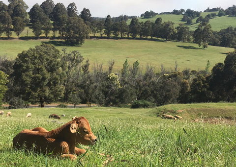 Balingup Highview Chalets - Holiday Find 34