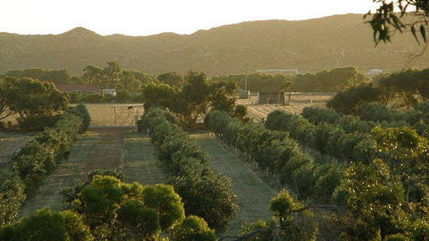 Bentwood Olive Grove Accommodation - Holiday Find 20