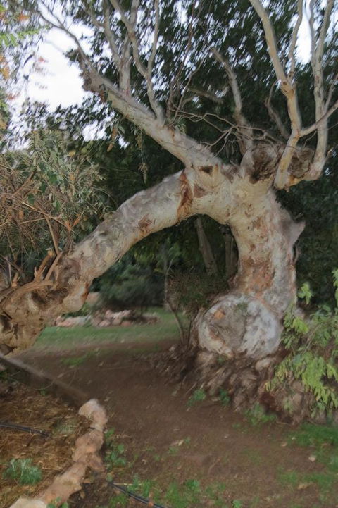 Bentwood Olive Grove Accommodation - Holiday Find 22