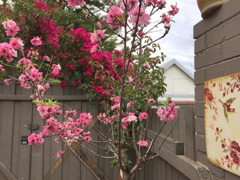 Garden Studio In Cottesloe - Holiday Find 10