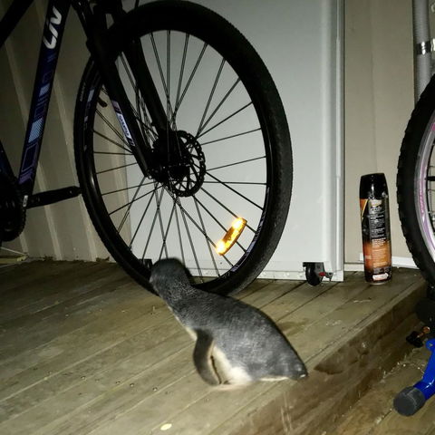 Beachend Bicheno - Holiday Find 21