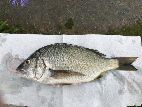 Summertime Cottage - Holiday Find 5