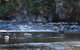 Tyenna River Cottages - thumb 21