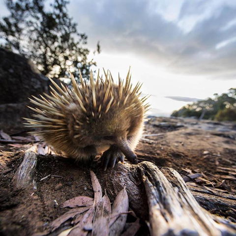 Maydena Chalet - Holiday Find 38