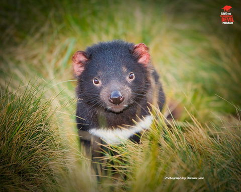 Maydena Chalet - Holiday Find 34